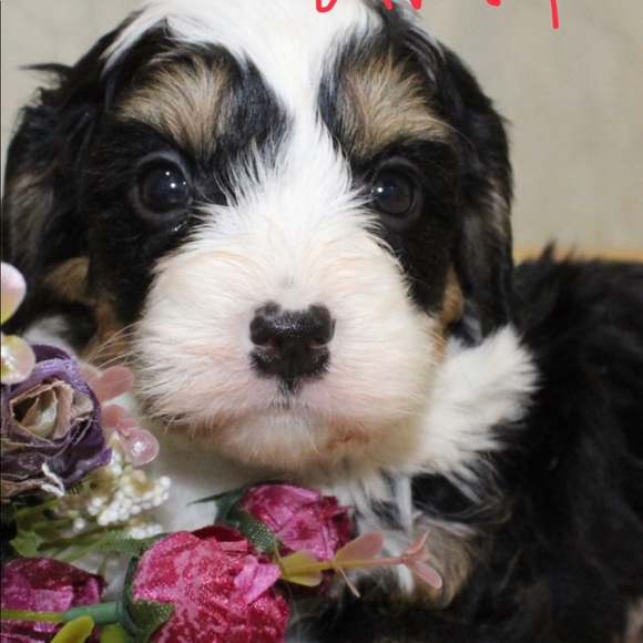 Meet your Posher, Emma - Picture 3 of 8